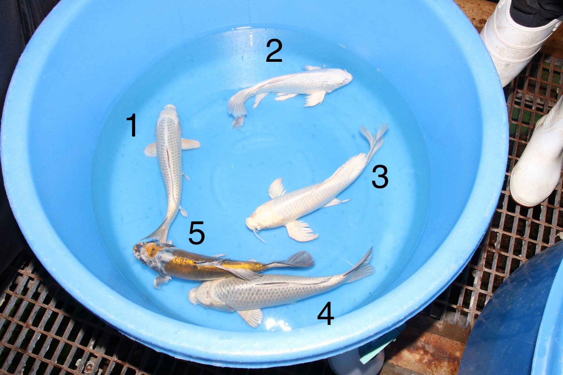 Box 2 Image