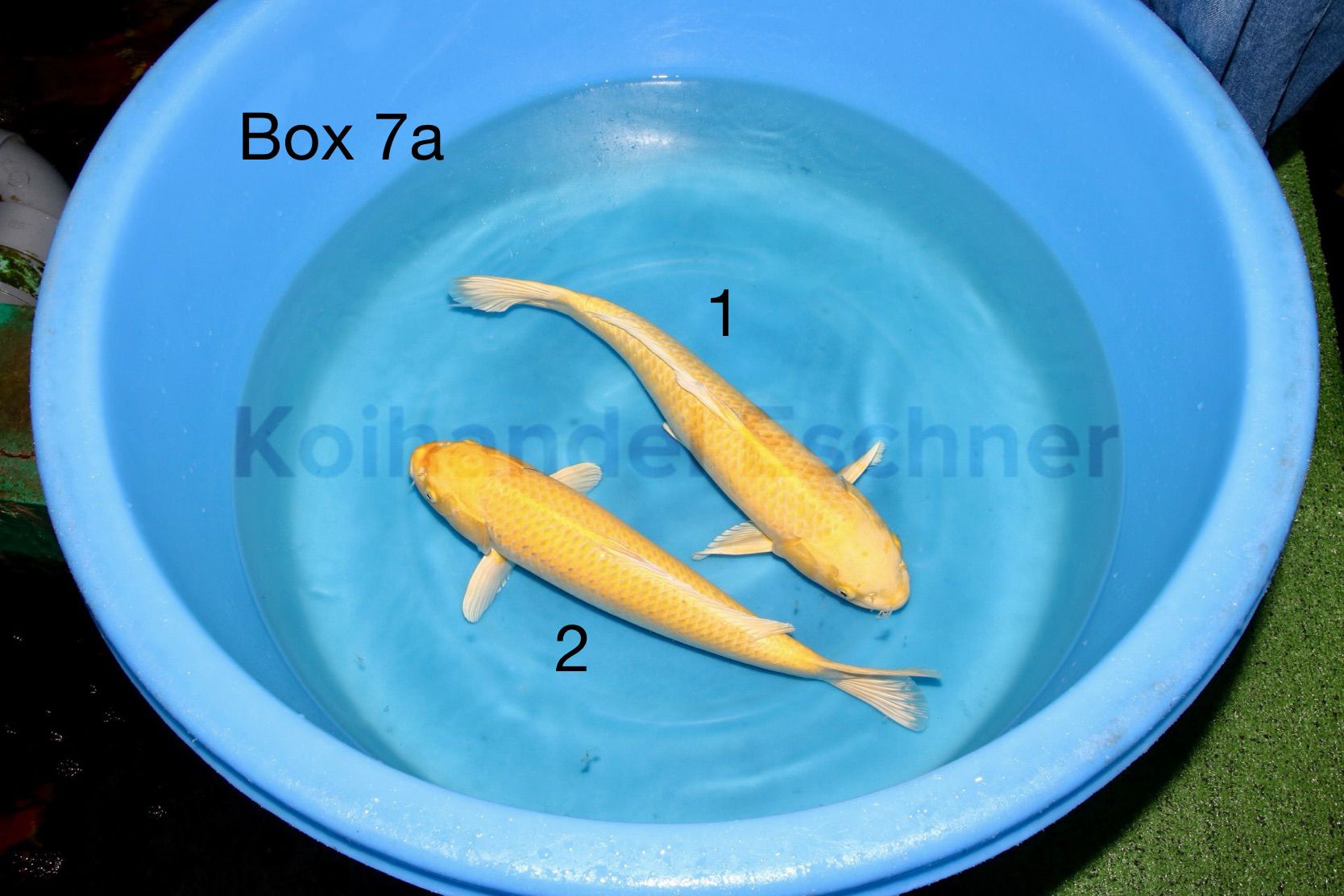 Box 7a Image