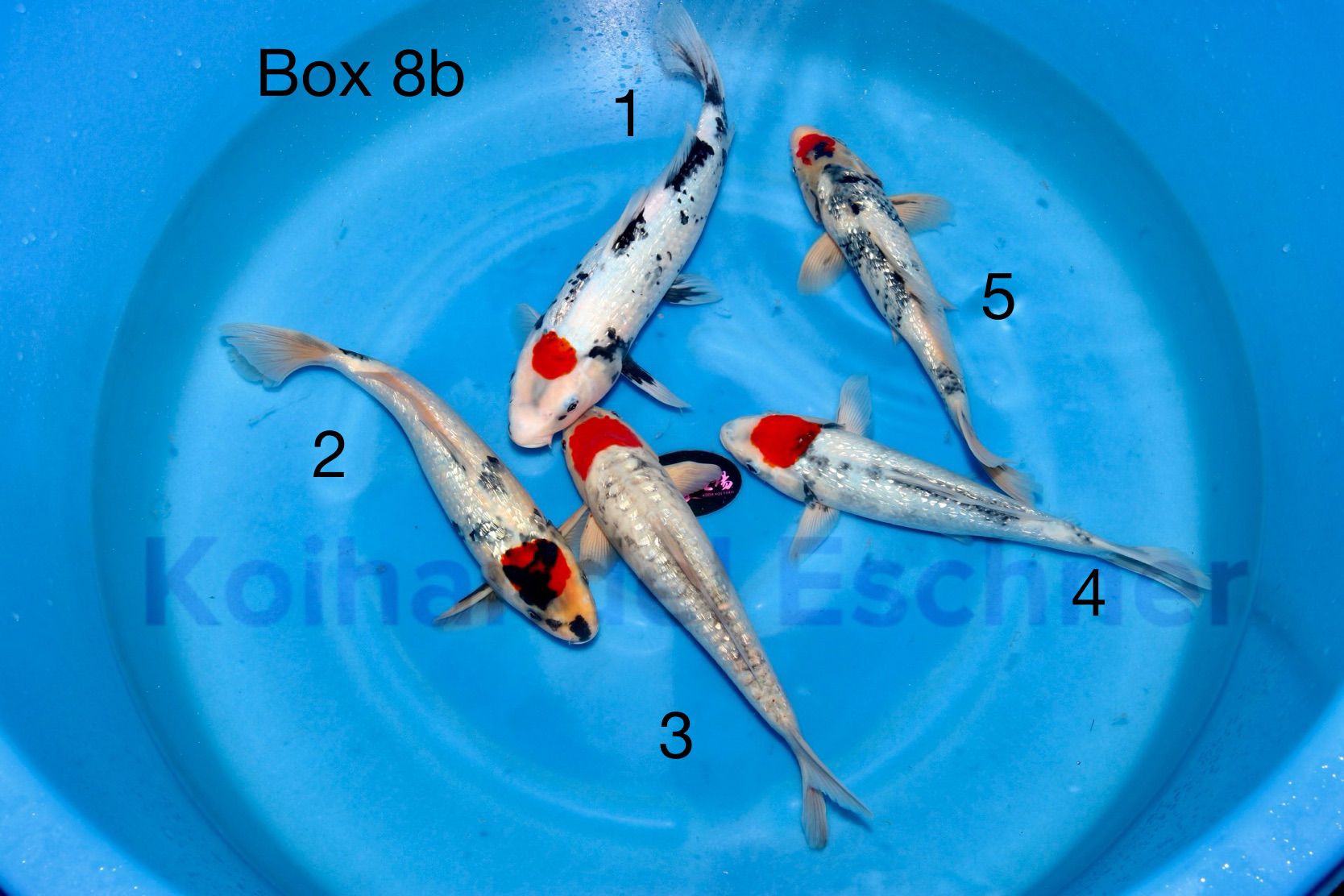 Box 8b Image