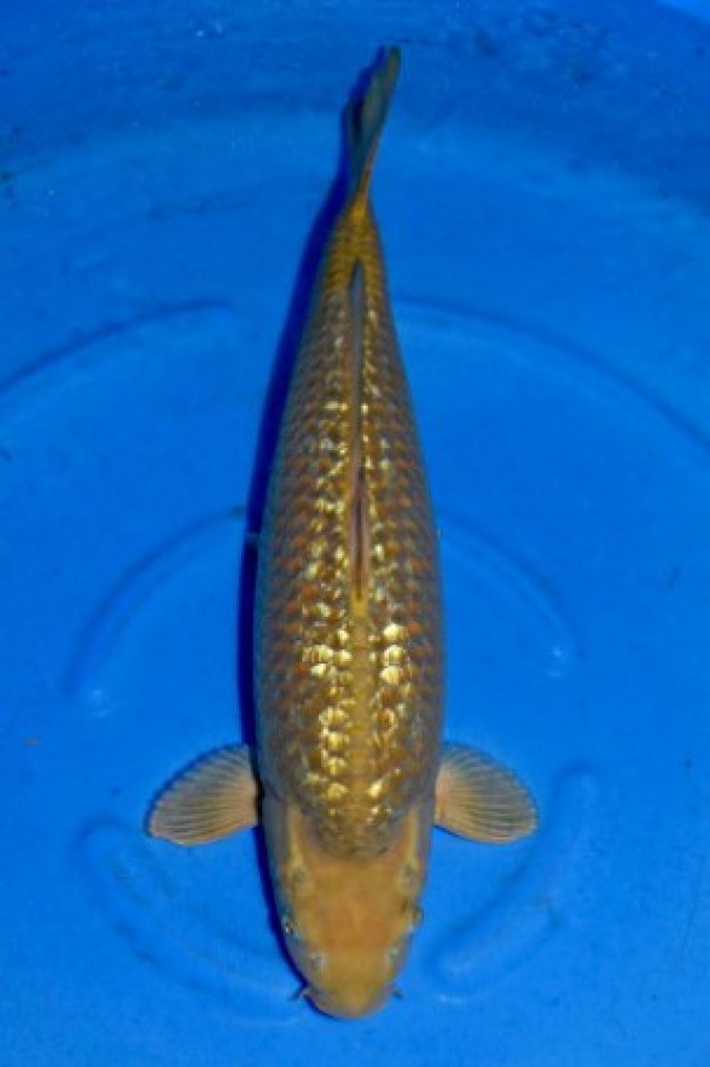 kat-Chagoi
