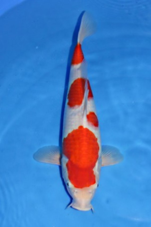 kat-Kohaku