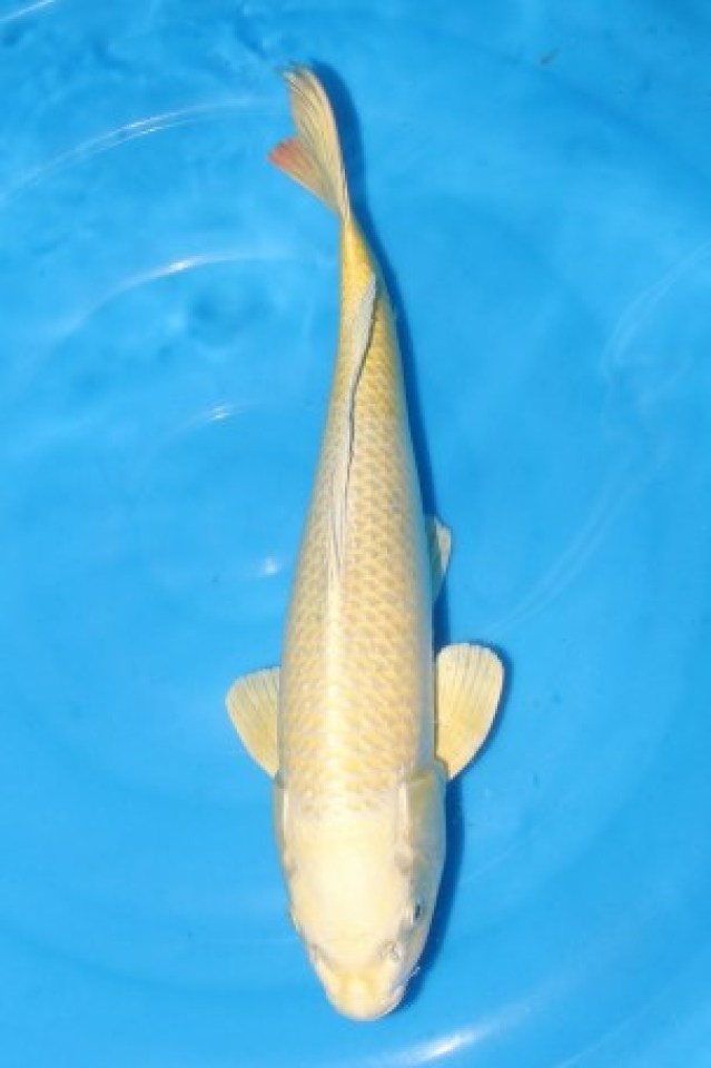 kat-Mukashi