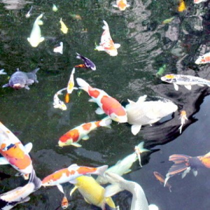 kat-koi-verkauf