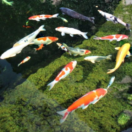 koi-nach-groesse