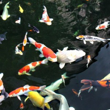 koi-nach-varitaet